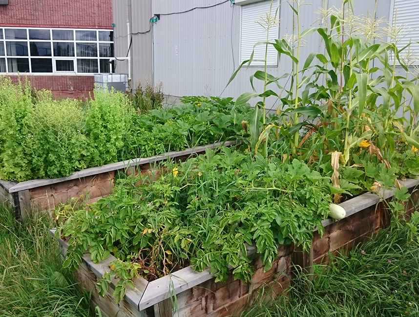 Community High School Garden