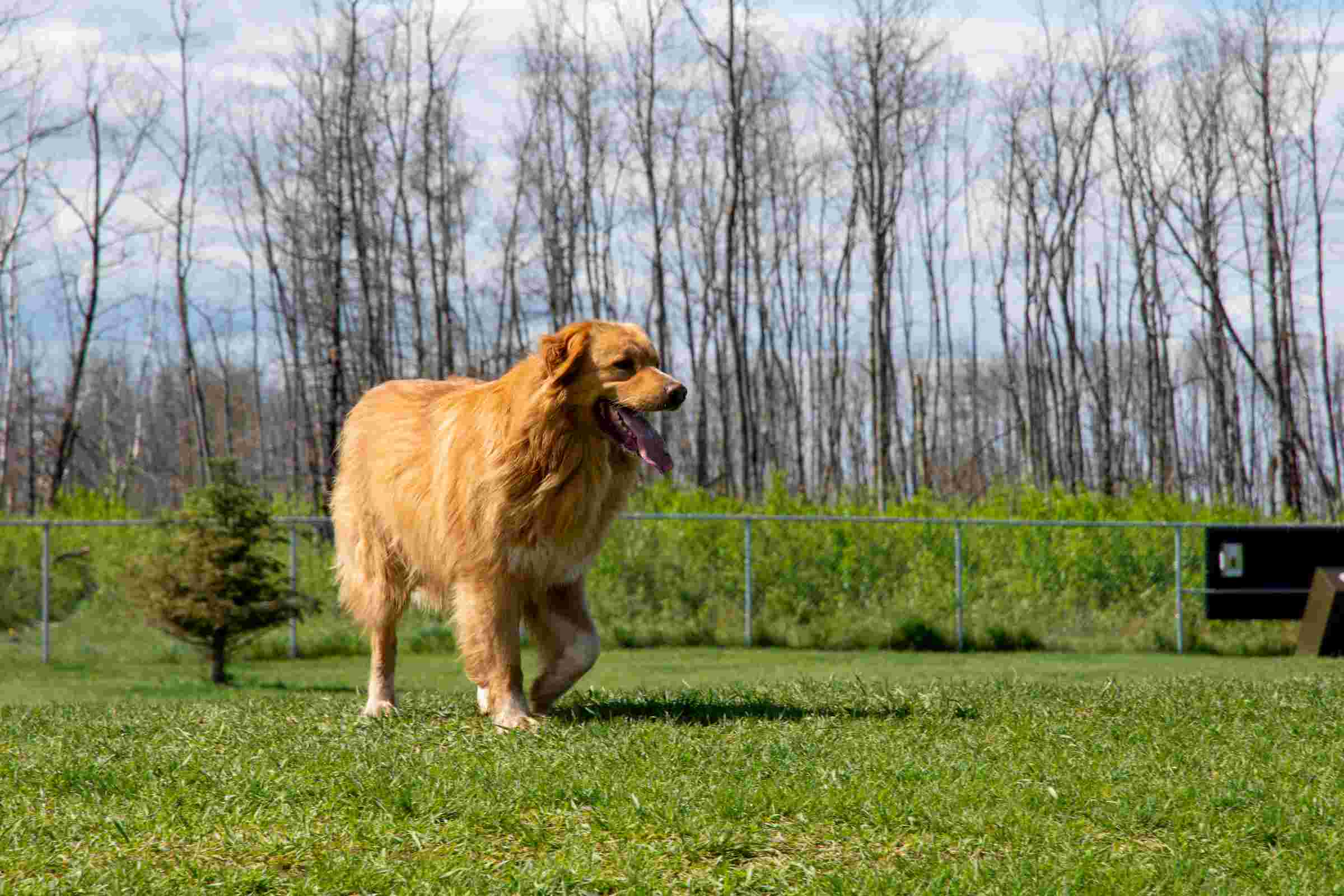 Dog Park