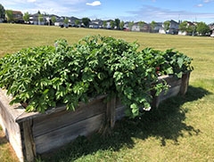 Community Garden box with plentiful growth